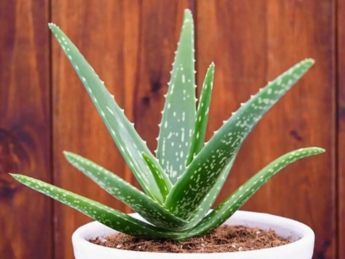 Tanaman sukulen lidah buaya didalam pot putih.