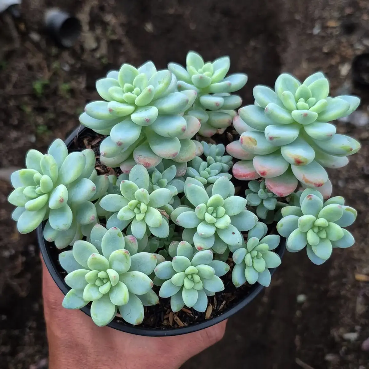 Sukulen Sedum Clavatum warna hijau pastel.