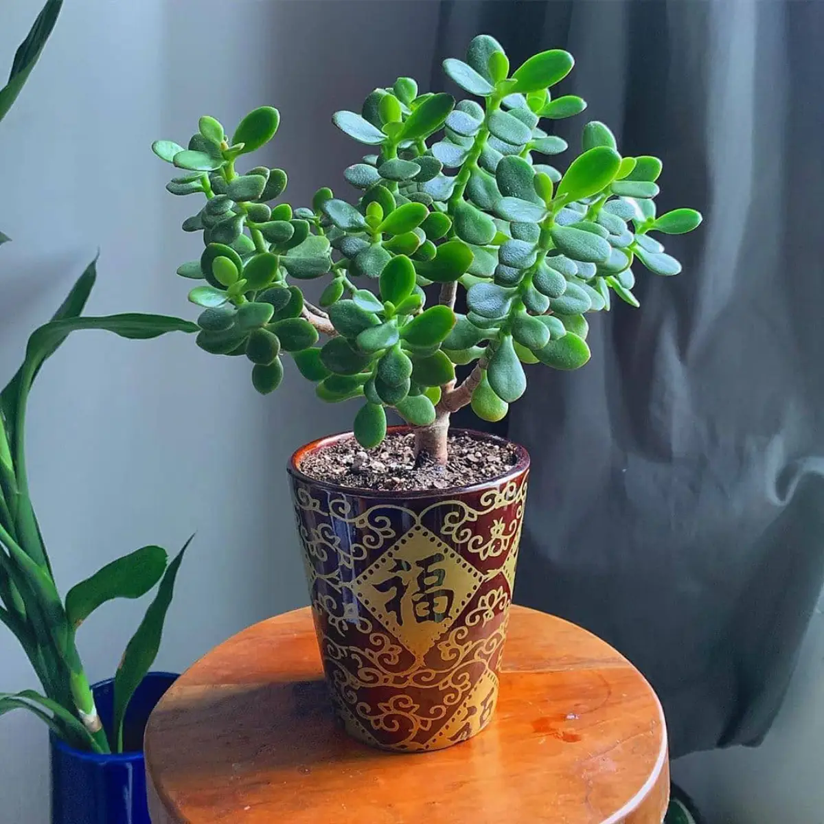 sukulen Crassula ovata atau jade plant didalam pot coklat ukiran cina.