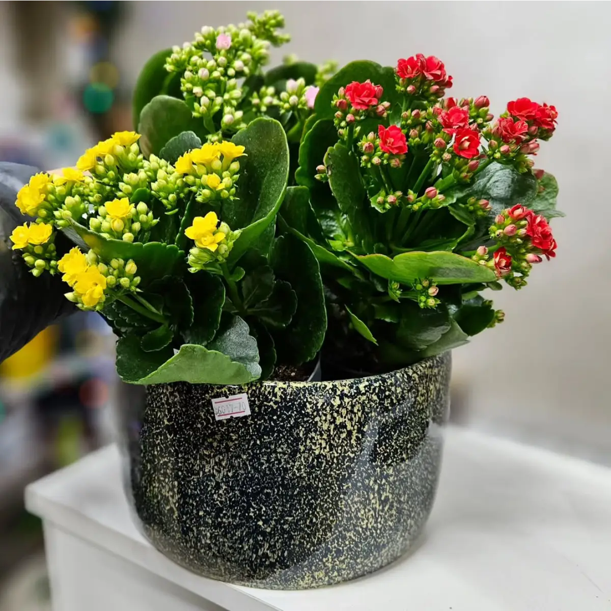 Tanaman sukulen jenis Kalanchoe Blossfeldiana dengan bunga merah, putih, dan kuning didalam pot keramik bintik hitam.