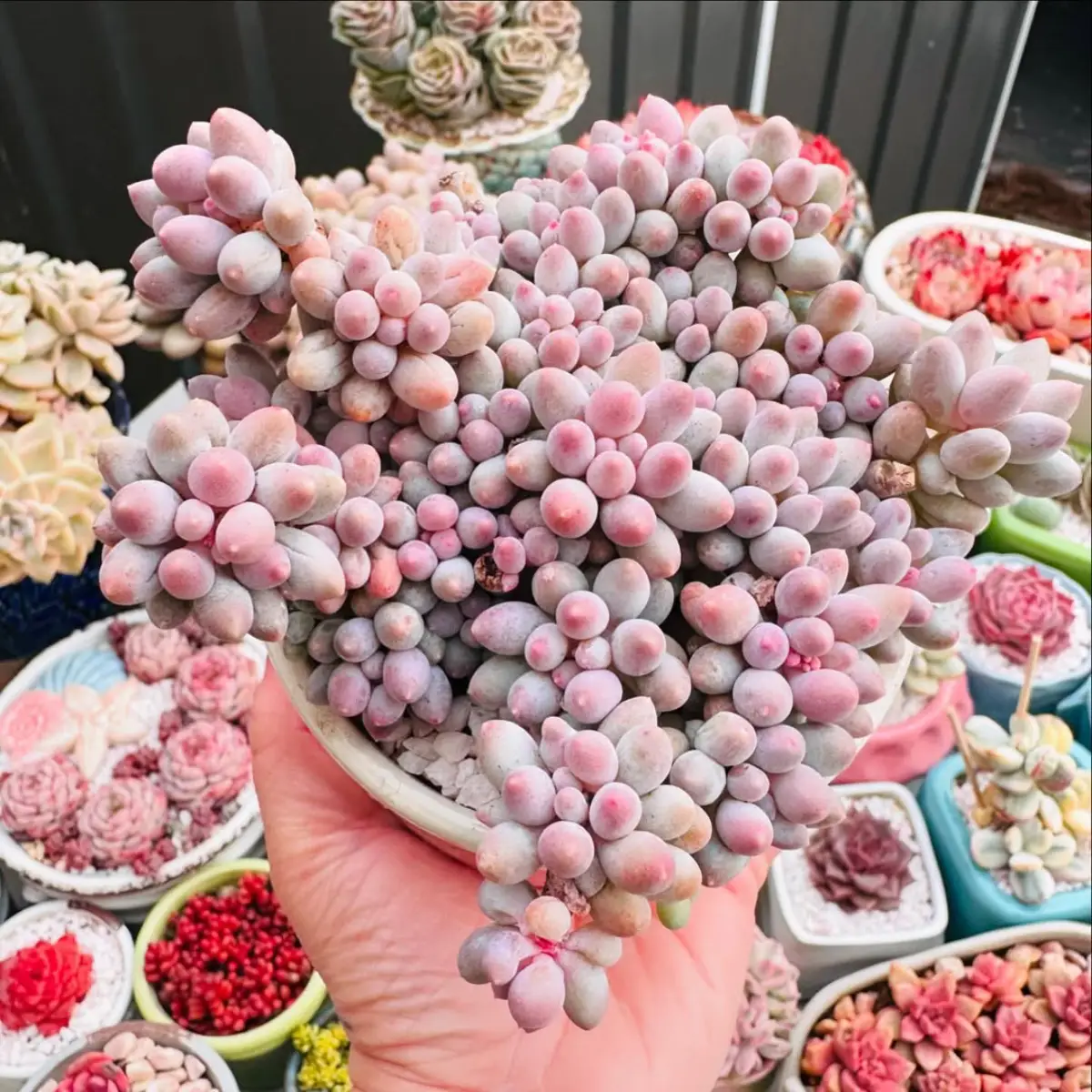 Sukulen Pachyphytum warna soft pink.