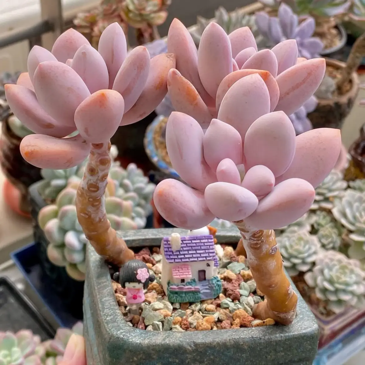 Sukulen Graptopetalum Murasaki warna pastel merah muda.