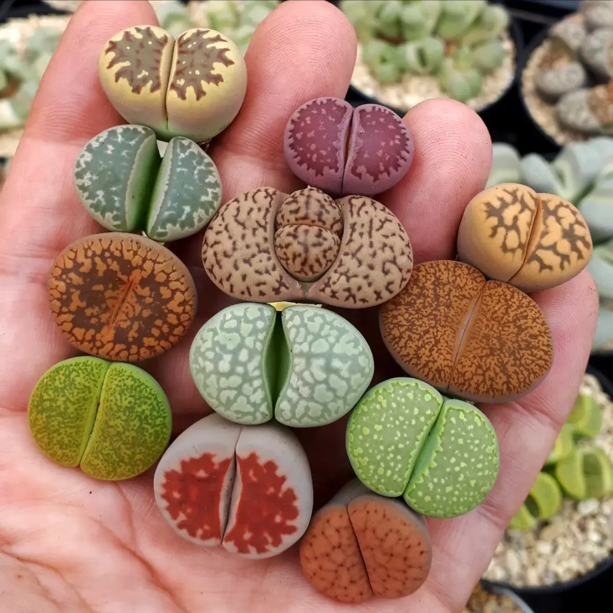 Sukulen lithops berbentuk batu dengan berbagai jenis dan warna.