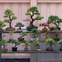 Beragam jenis tanaman bonsai dengan gaya yang berbeda.