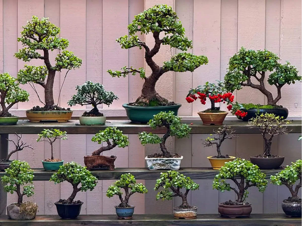 Beragam jenis tanaman bonsai dengan gaya yang berbeda.