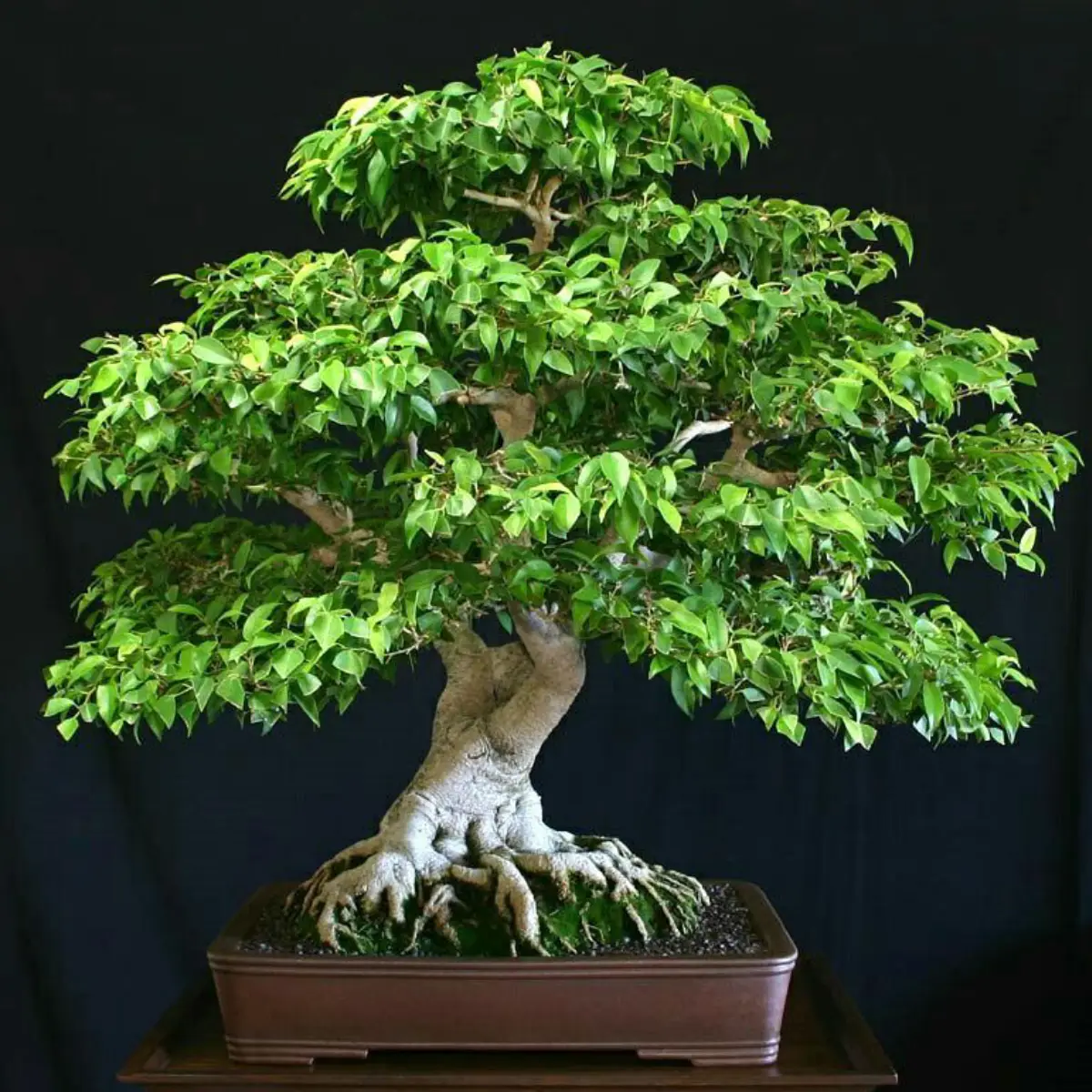 Tanaman bonsai dari tanaman beringin.