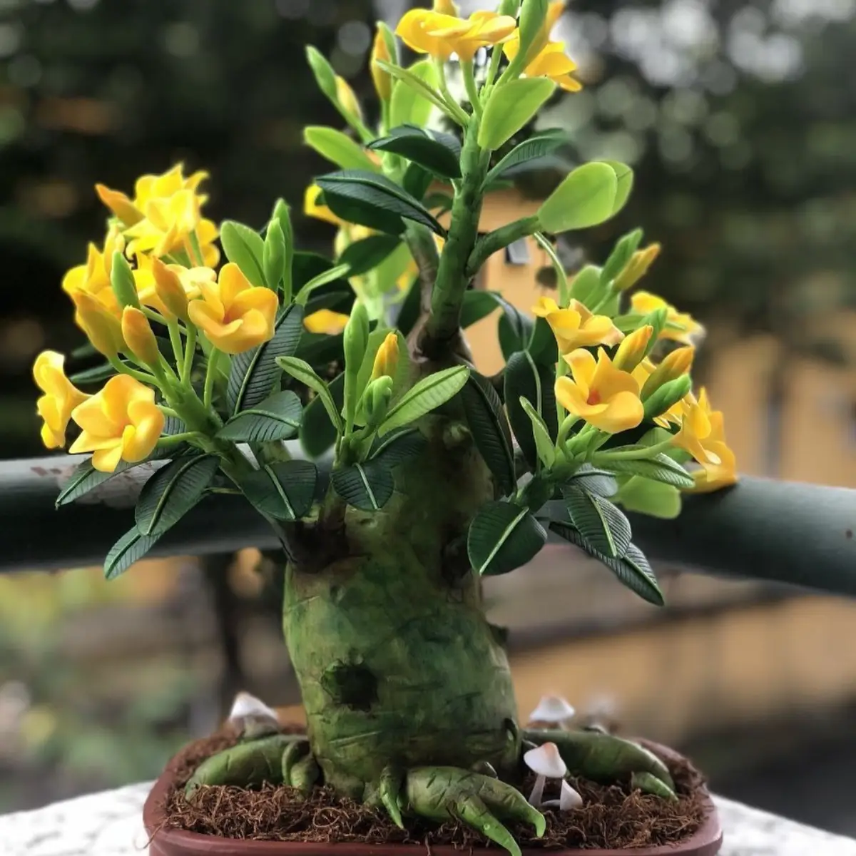 Tanaman bonsai dari tanaman kamboja.