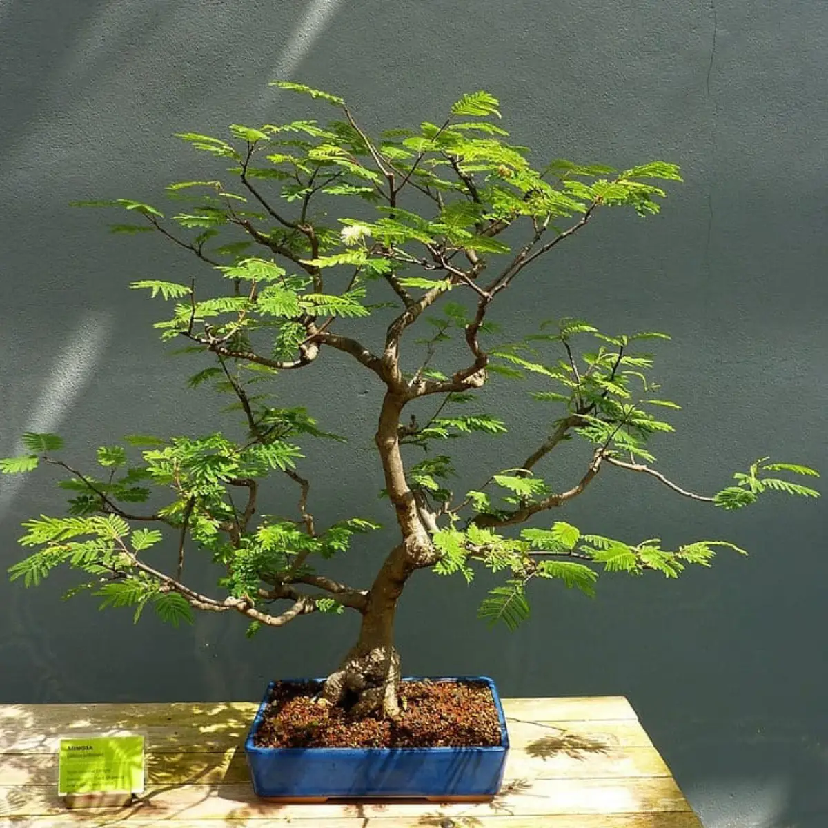 Tanaman bonsai dari tanaman putri malu.