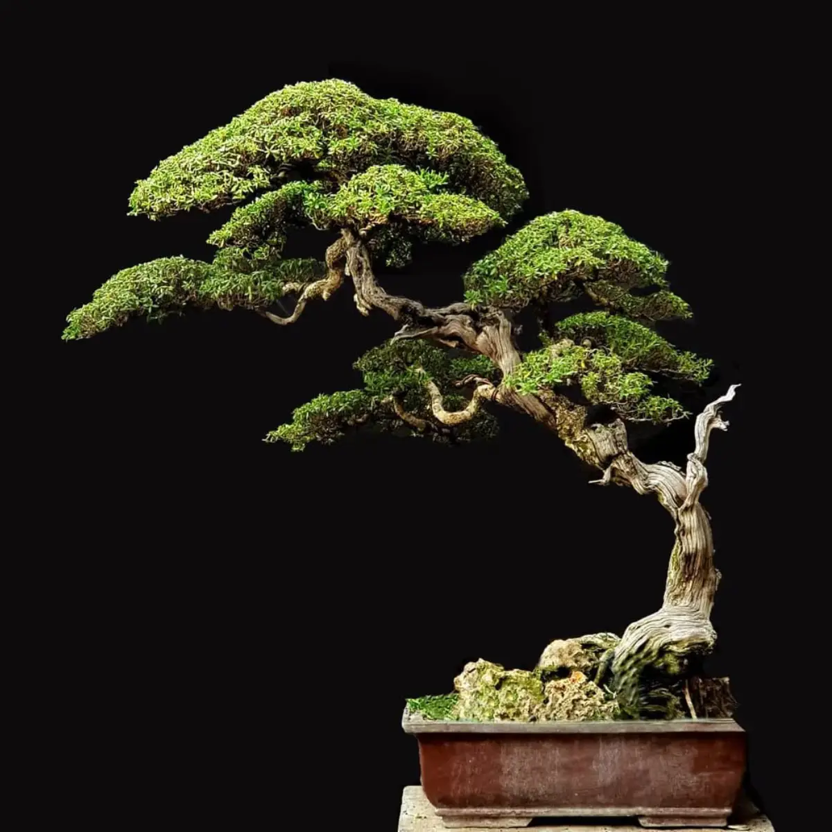 Tanaman bonsai dari tanaman santigi.