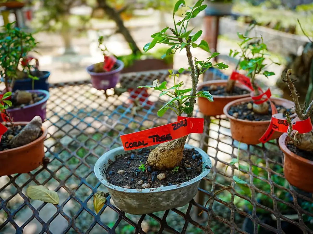 Tanaman bonsai dari tanaman saga.