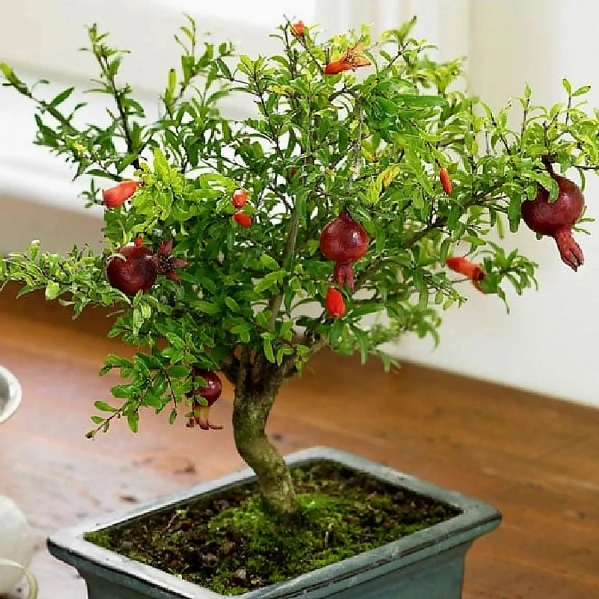 Tanaman bonsai dari tanaman delima.