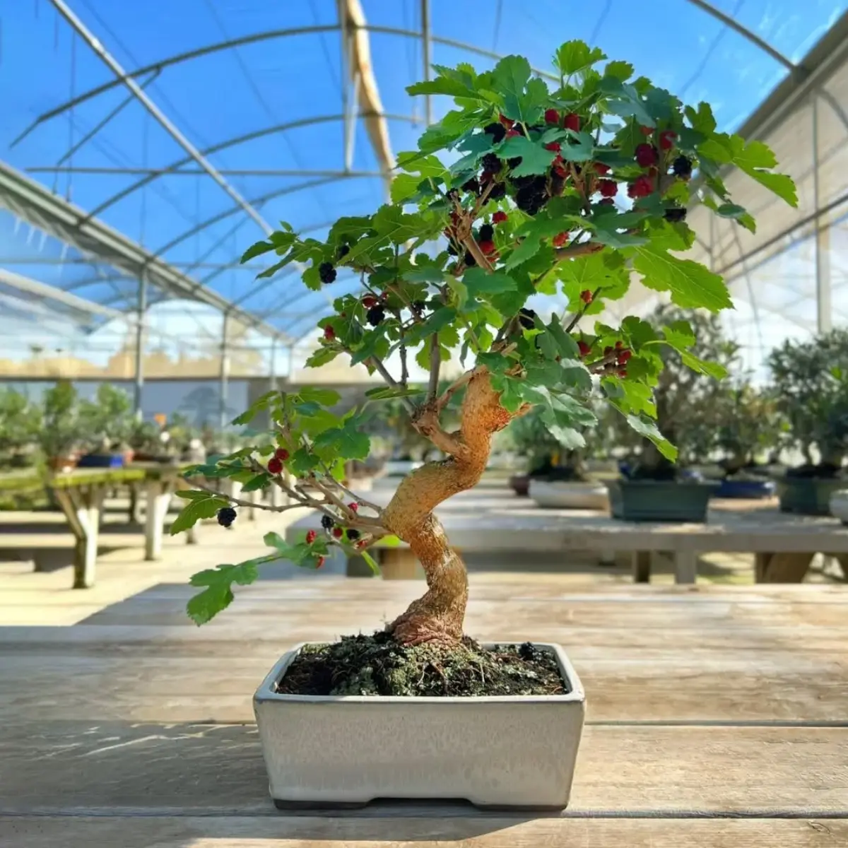 Tanaman bonsai dari tanaman murbei.