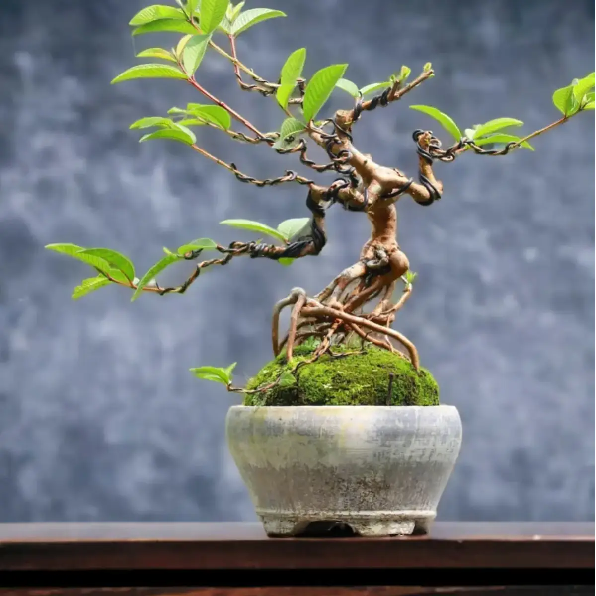 Tanaman bonsai dari tanaman jambu biji.
