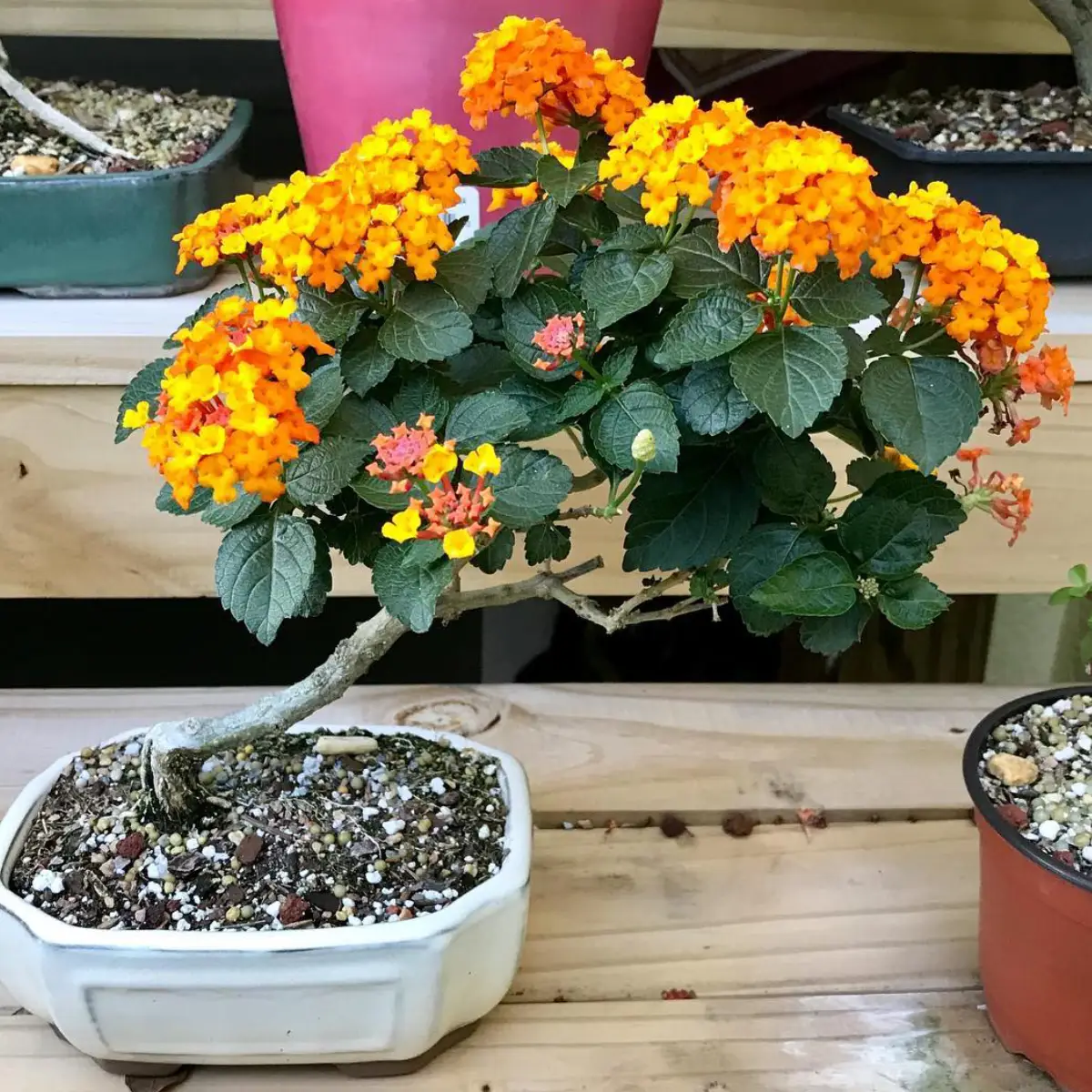 Tanaman bonsai dari tanaman lantana.