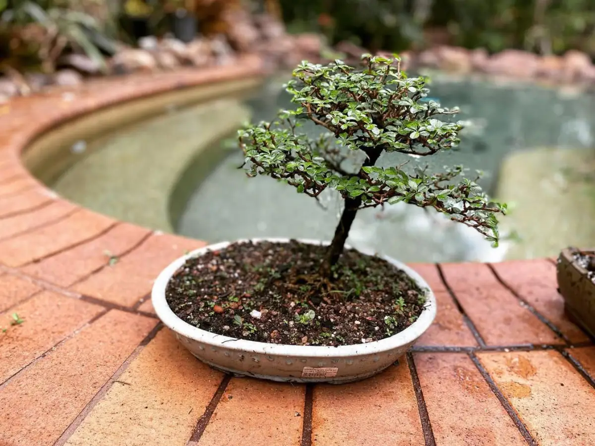 Tanaman bonsai dari tanaman wareng.