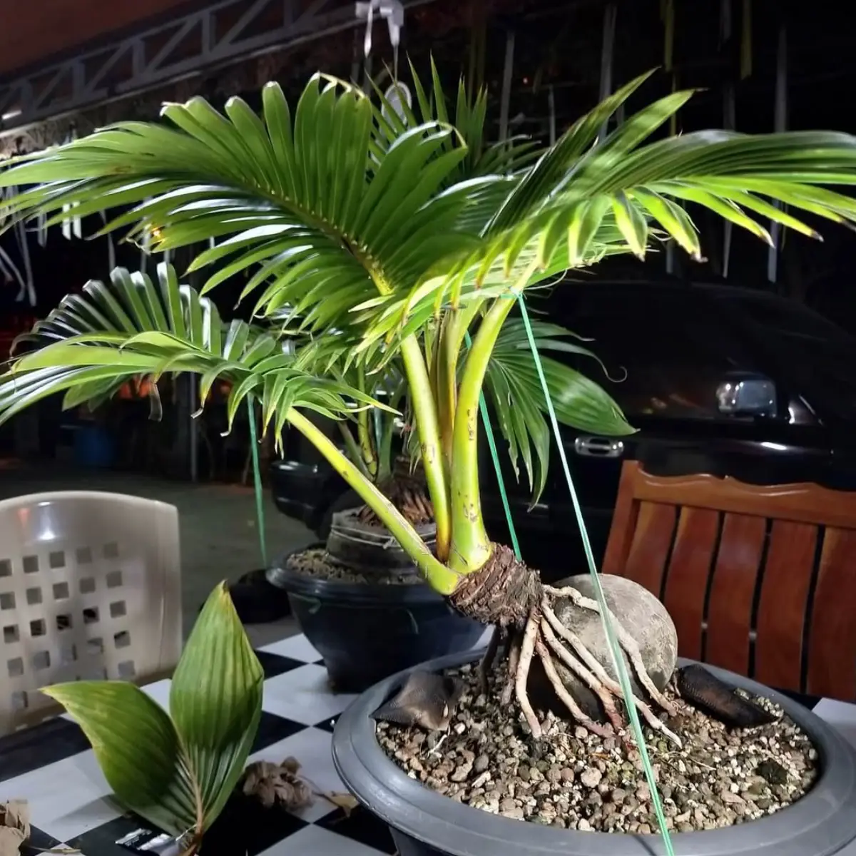 Tanaman bonsai dari tanaman kelapa.