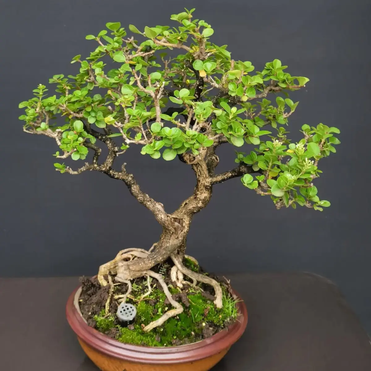 Tanaman bonsai dari tanaman sancang.