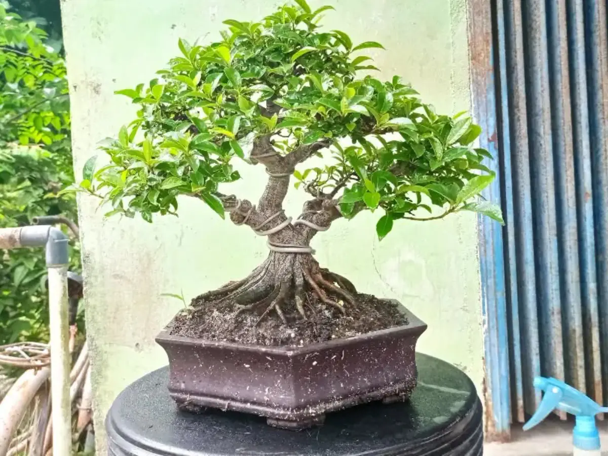Tanaman bonsai dari tanaman loa.