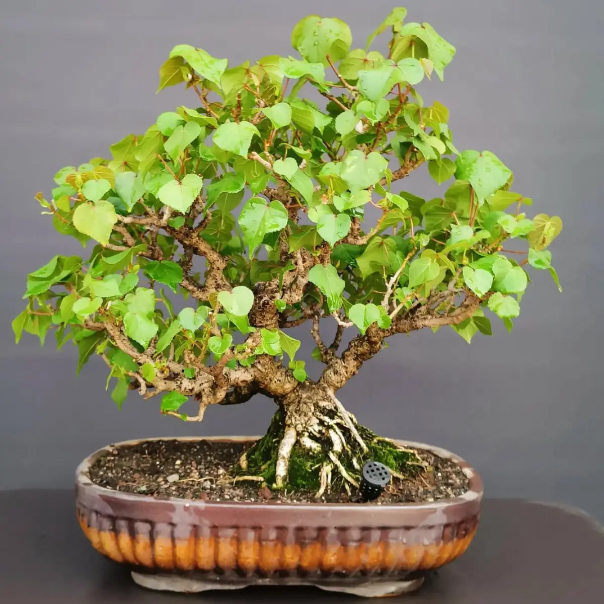 Tanaman bonsai dari tanaman waru.
