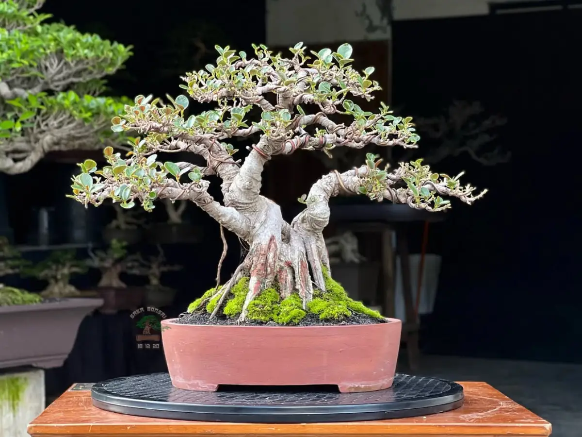 Tanaman bonsai dari tanaman beringin dolar.