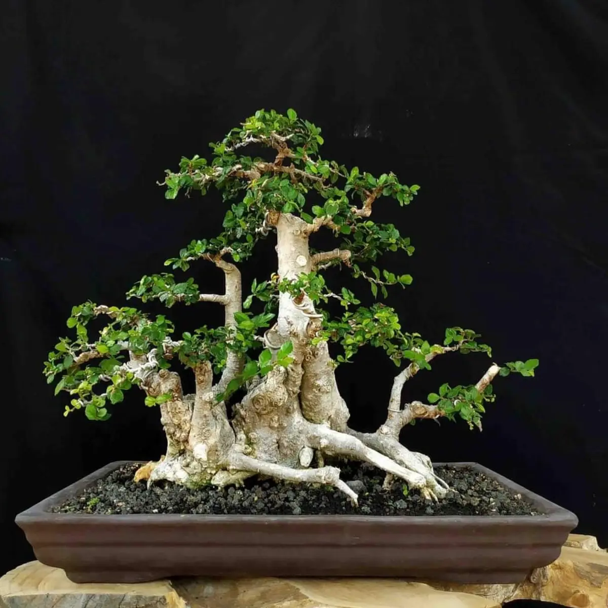 Tanaman bonsai dari tanaman serut.