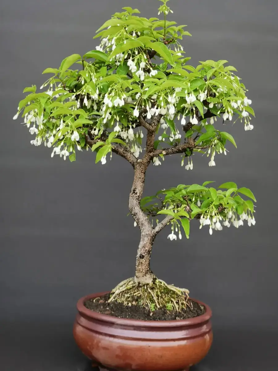 Tanaman bonsai dari tanaman anting putri.