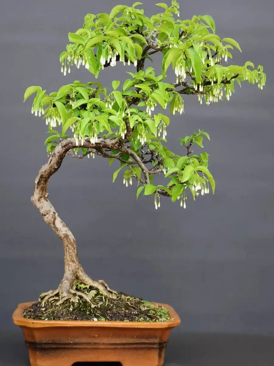 Tanaman bonsai dari tanaman anting putri.