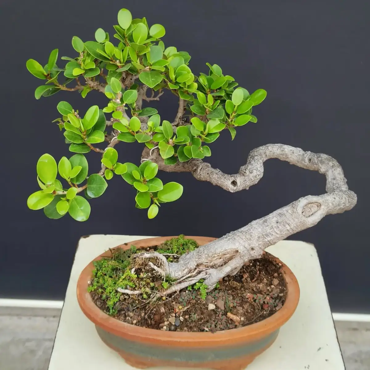 Tanaman bonsai dari tanaman kimeng.