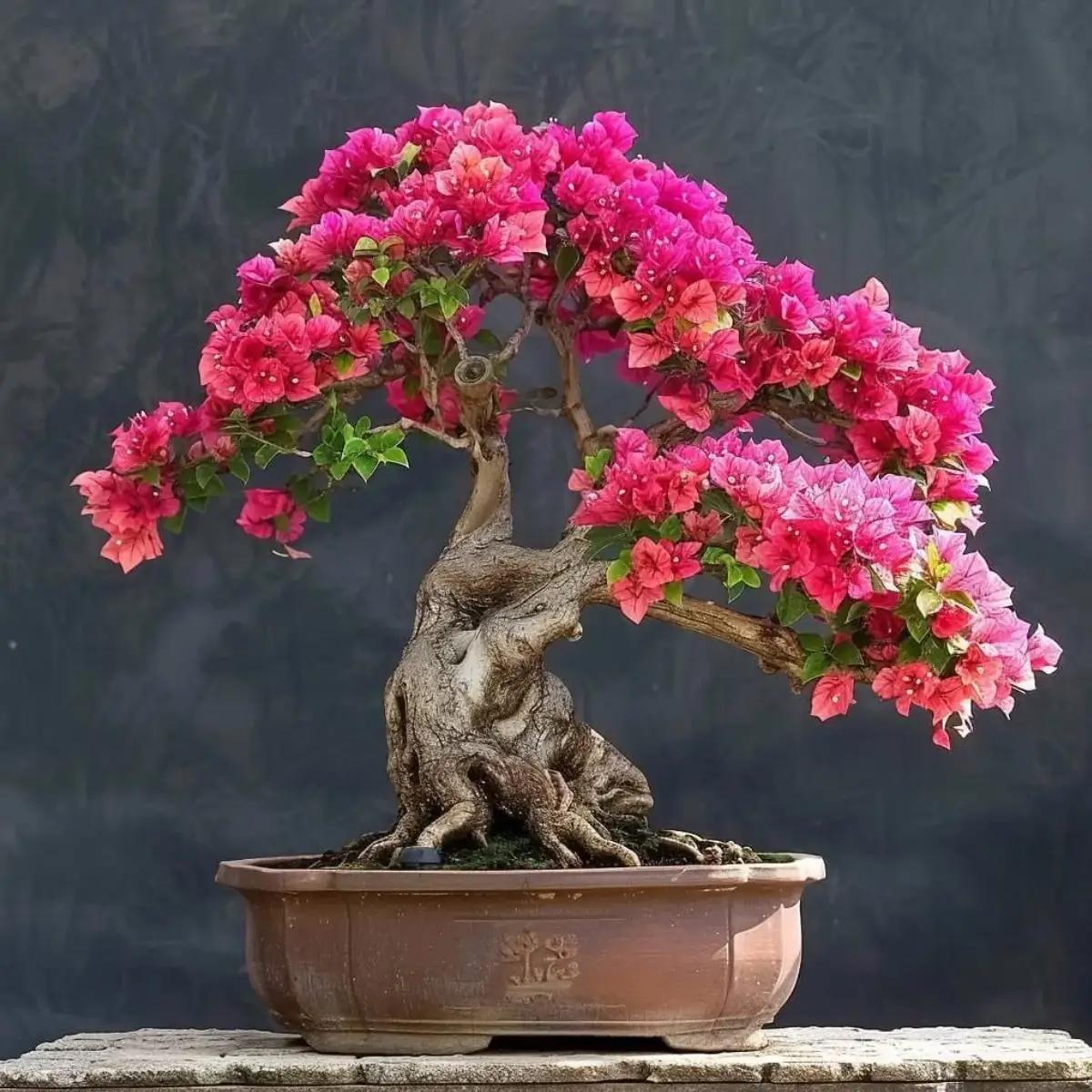 Tanaman bonsai dari tanaman bougenville.