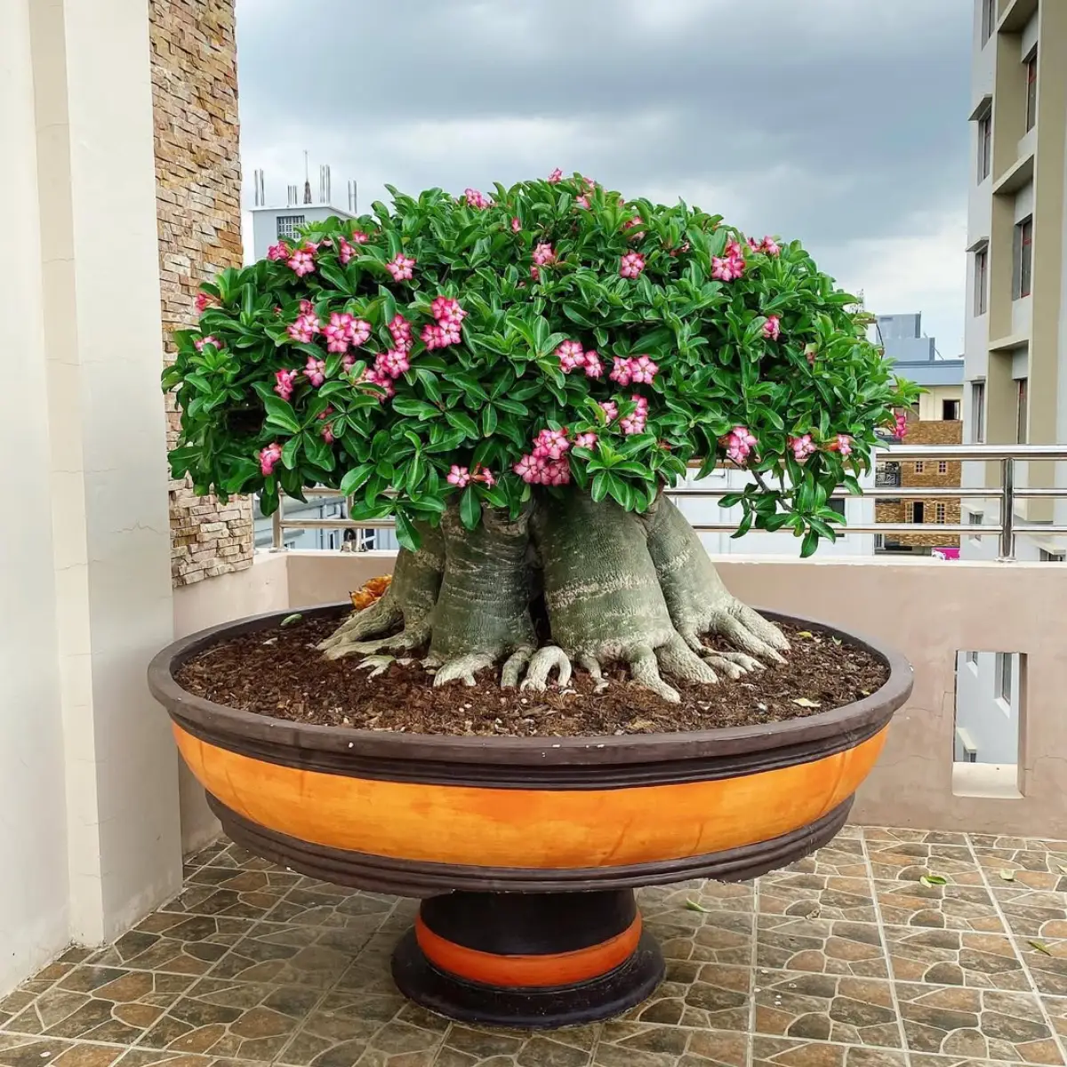 Tanaman bonsai dari tanaman kamboja jepang.