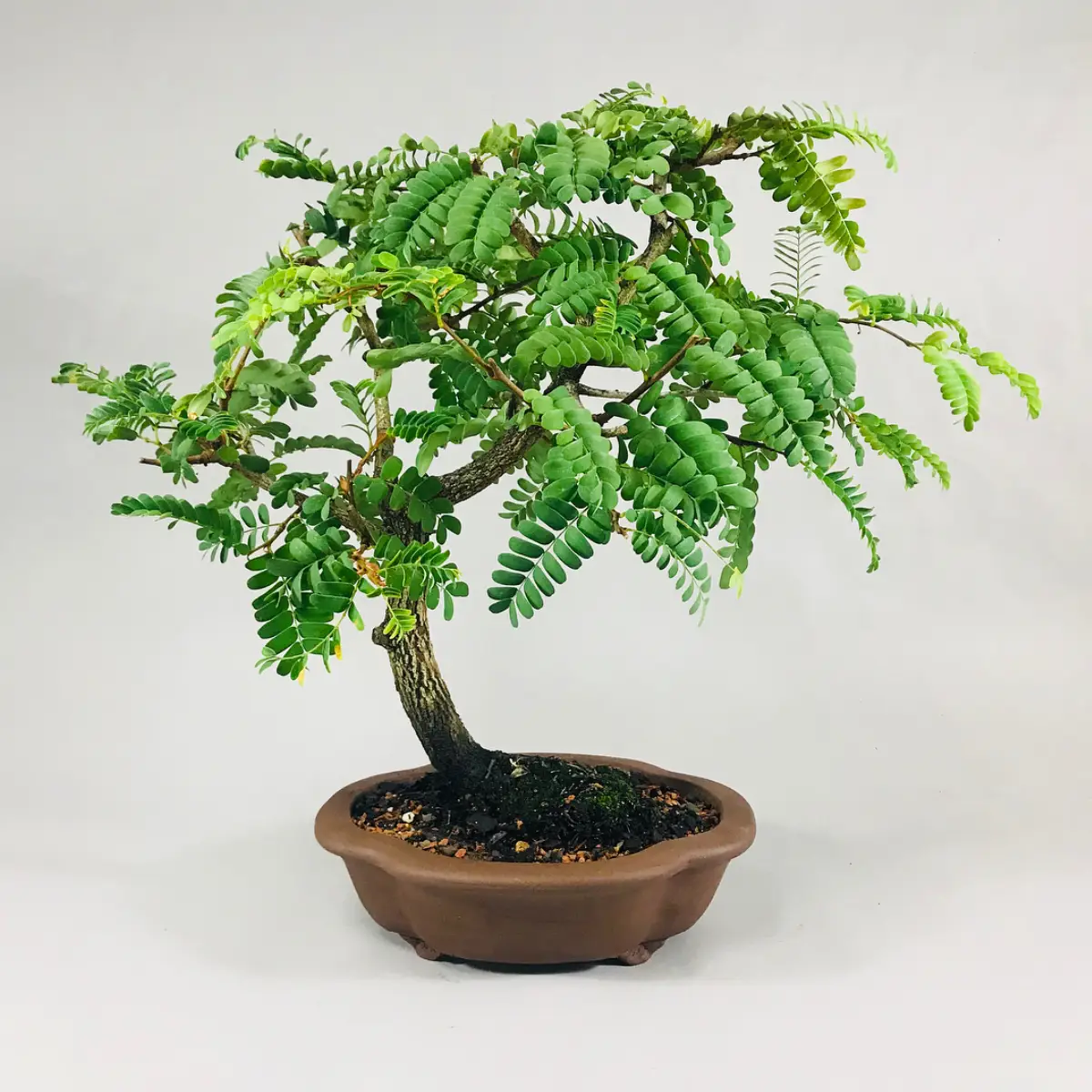Tanaman bonsai dari tanaman asam jawa.