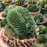 Kaktus hijau berbentuk siput.