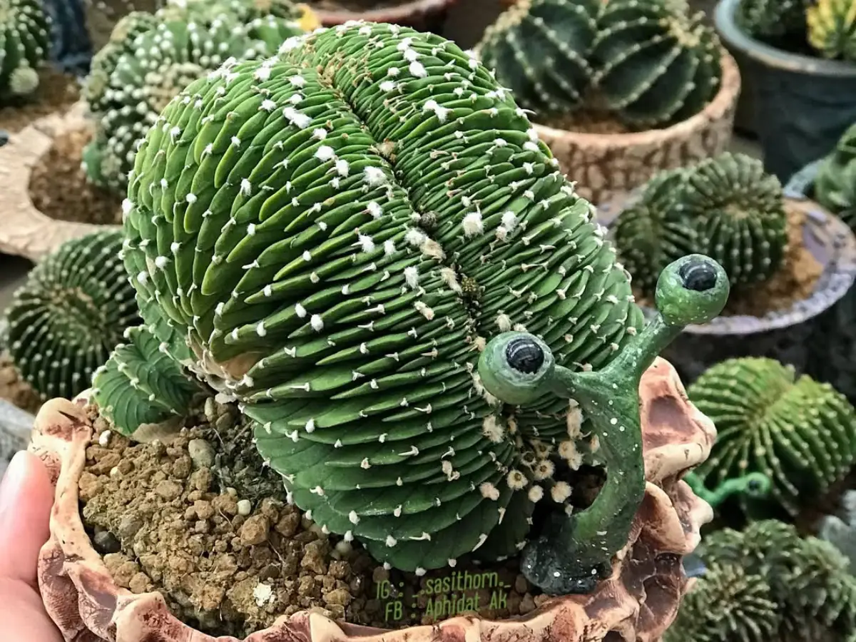 Kaktus hijau berbentuk siput.