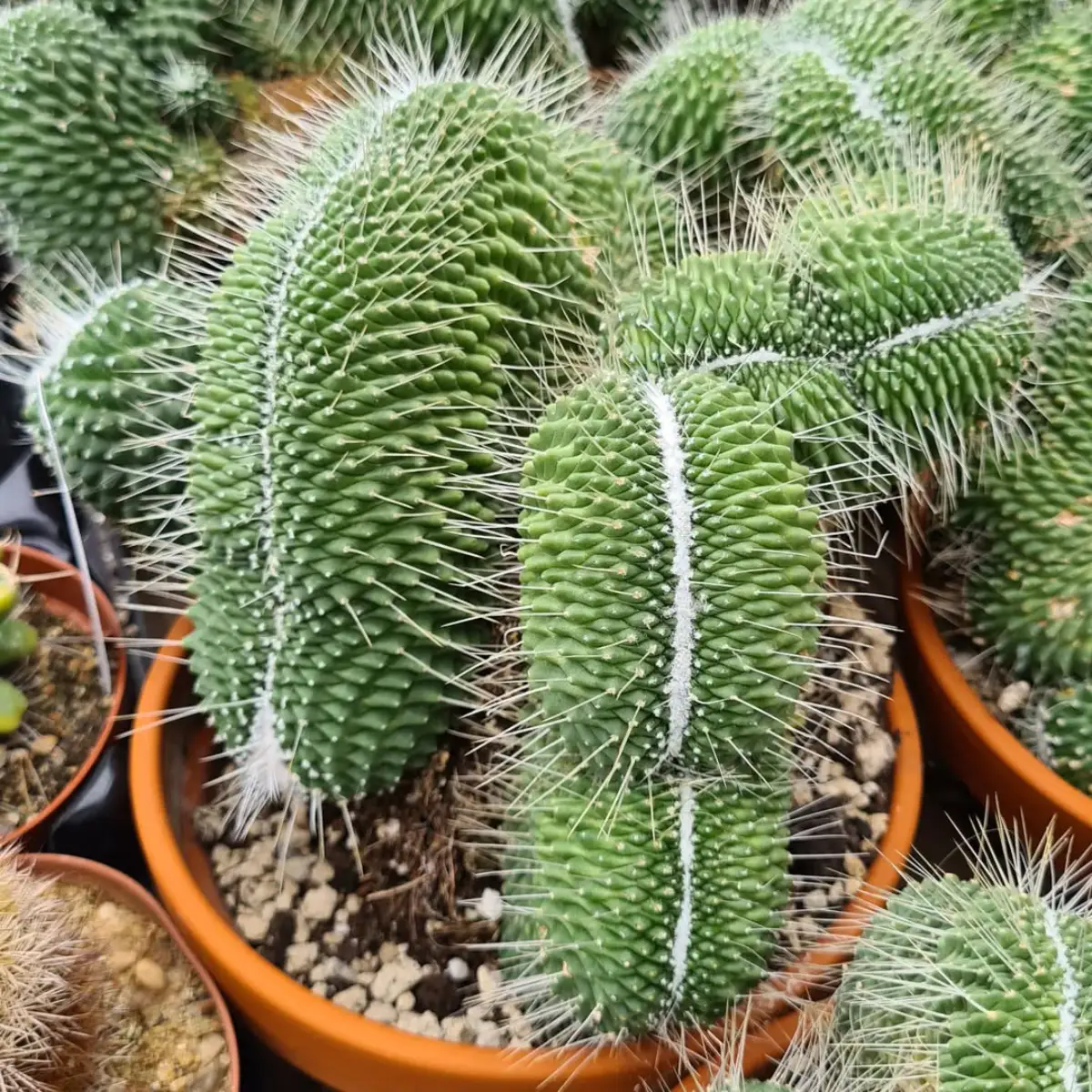 Kaktus jenis Mammillaria unpico crested warna hijau dengan bentuk seperti tanaman pemakan serangga dengan duri putih tipis.