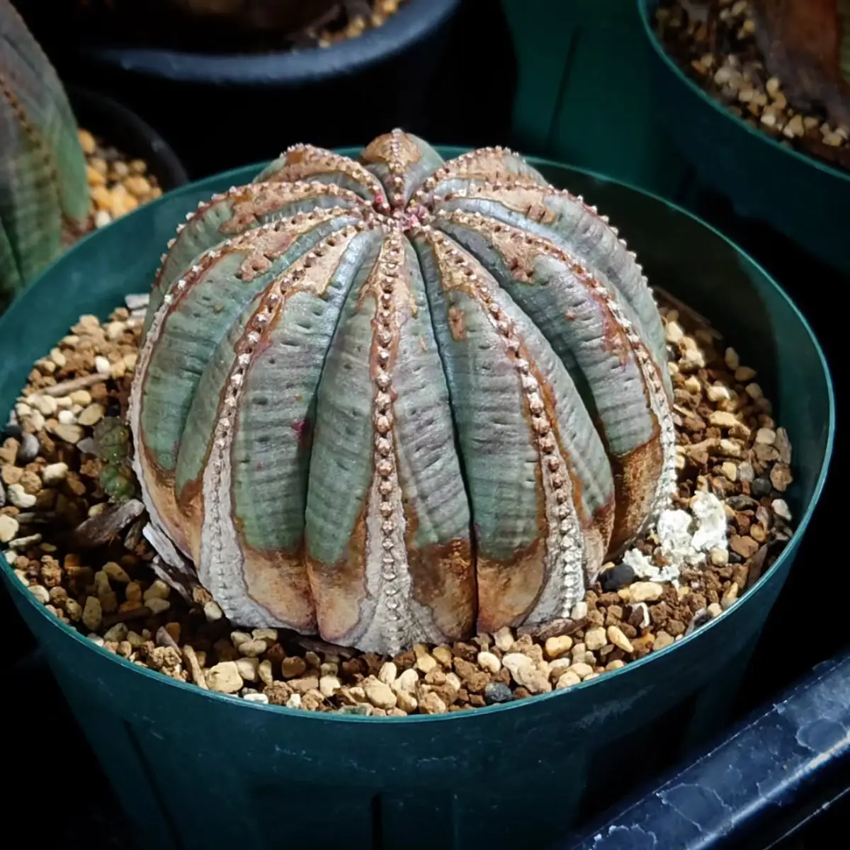 Kaktus jenis Euphorbia obesa berbentuk seperti cetakan agar-agar.