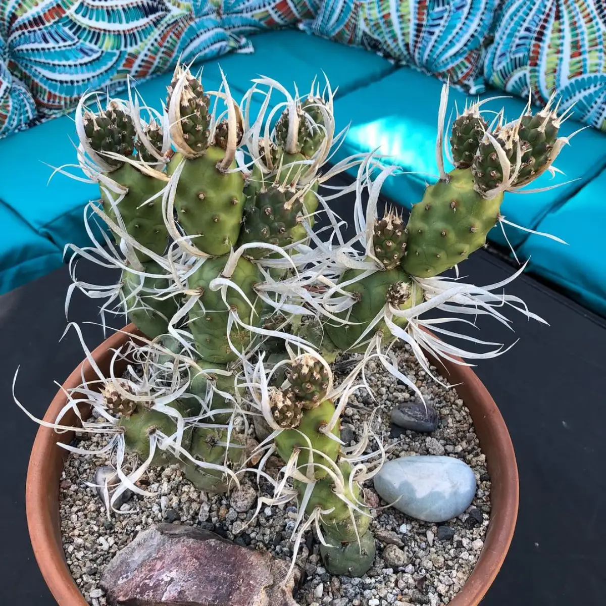 Kaktus jenis Tephrocactus articulatus varian papyracanthus dengan bentuk seperti ranting pohon dengan duri putih lentur.