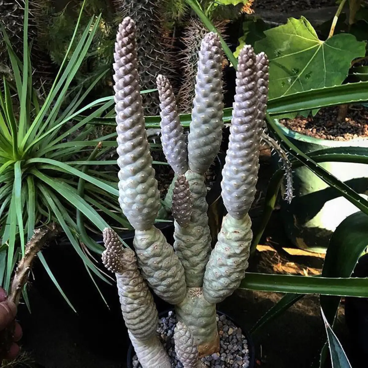 Kaktus jenis Tephrocactus articulatus dengan bentuk seperti lilin.