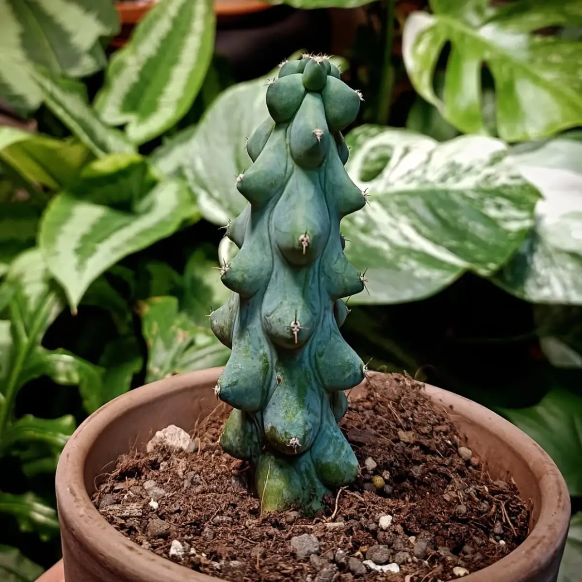 Kaktus jenis MyrtillocactusGeometrizans Fukurokuryuzimboku dengan bentuk unik seperti bagian tubuh.