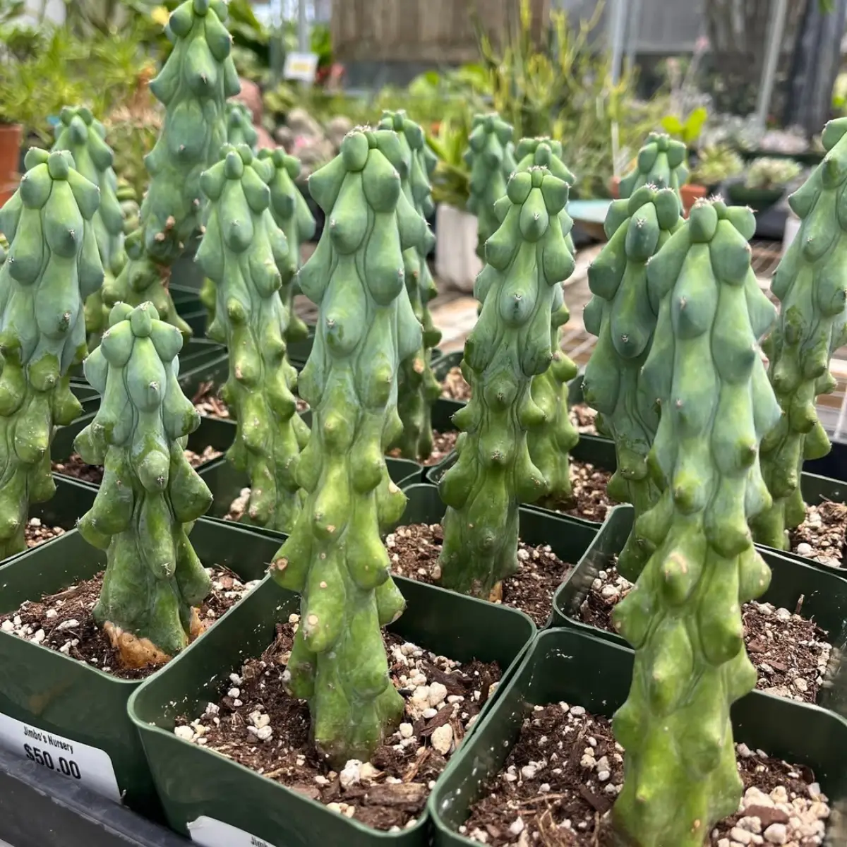 Kaktus jenis MyrtillocactusGeometrizans Fukurokuryuzimboku dengan bentuk unik seperti bagian tubuh.