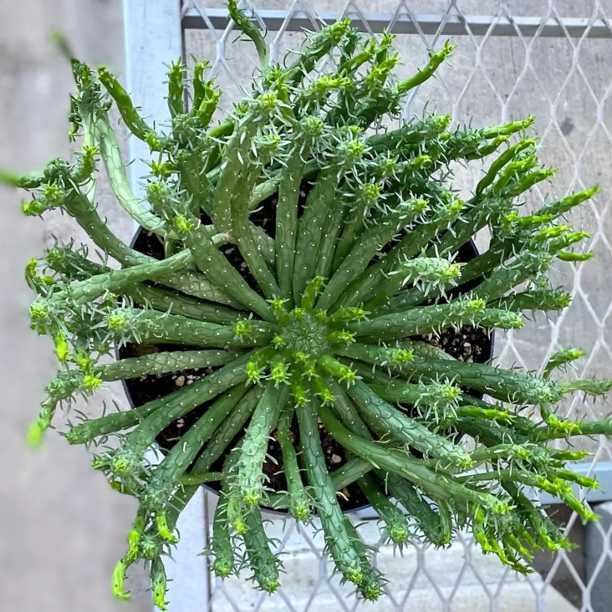Kaktus jenis Euphorbia flanaganii dengan bentuk ular.