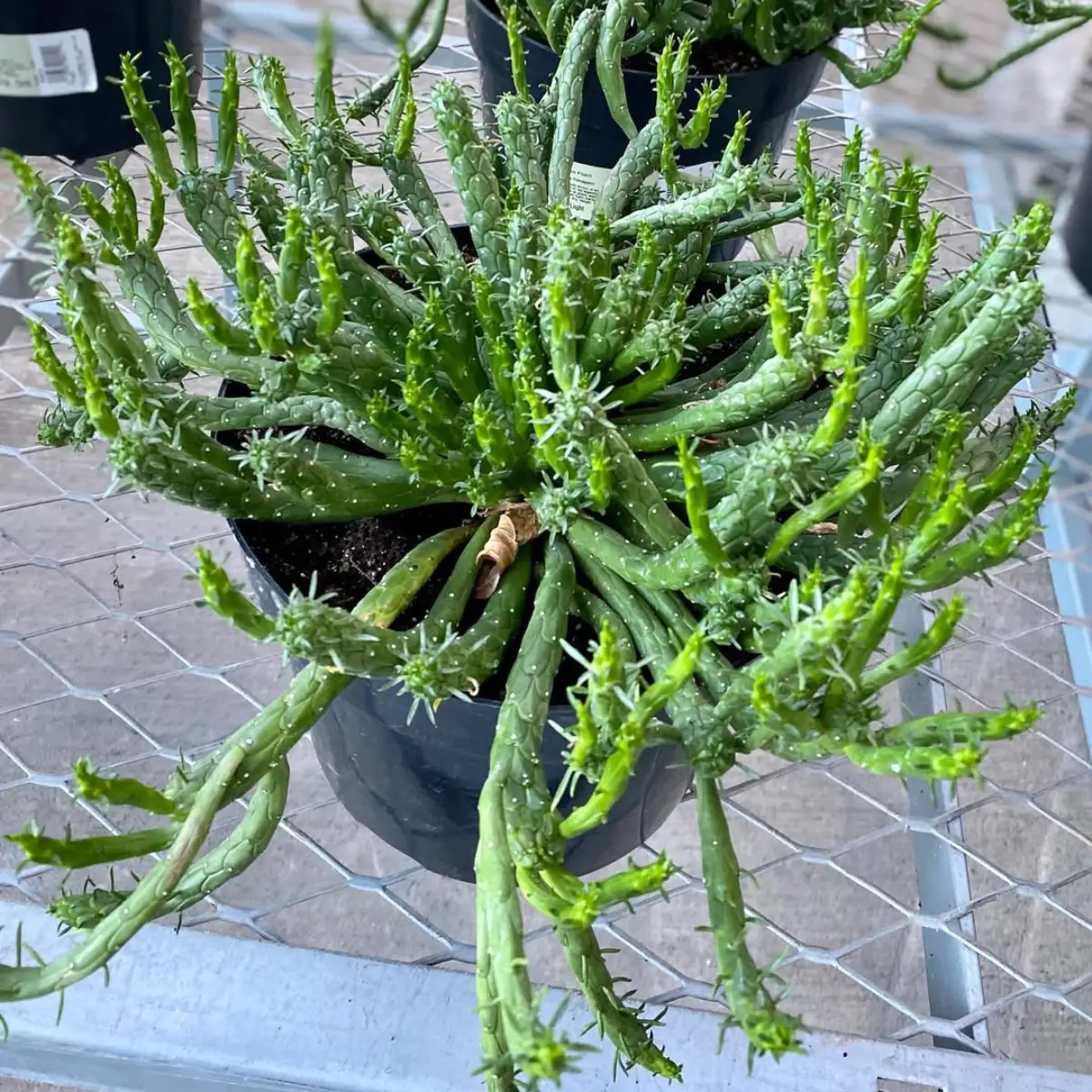 Kaktus jenis Euphorbia flanaganii dengan bentuk ular.