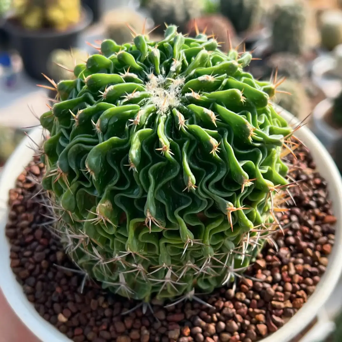 Kaktus jenis Echinofossulocactus dengan bentuk bundar bergelombang.