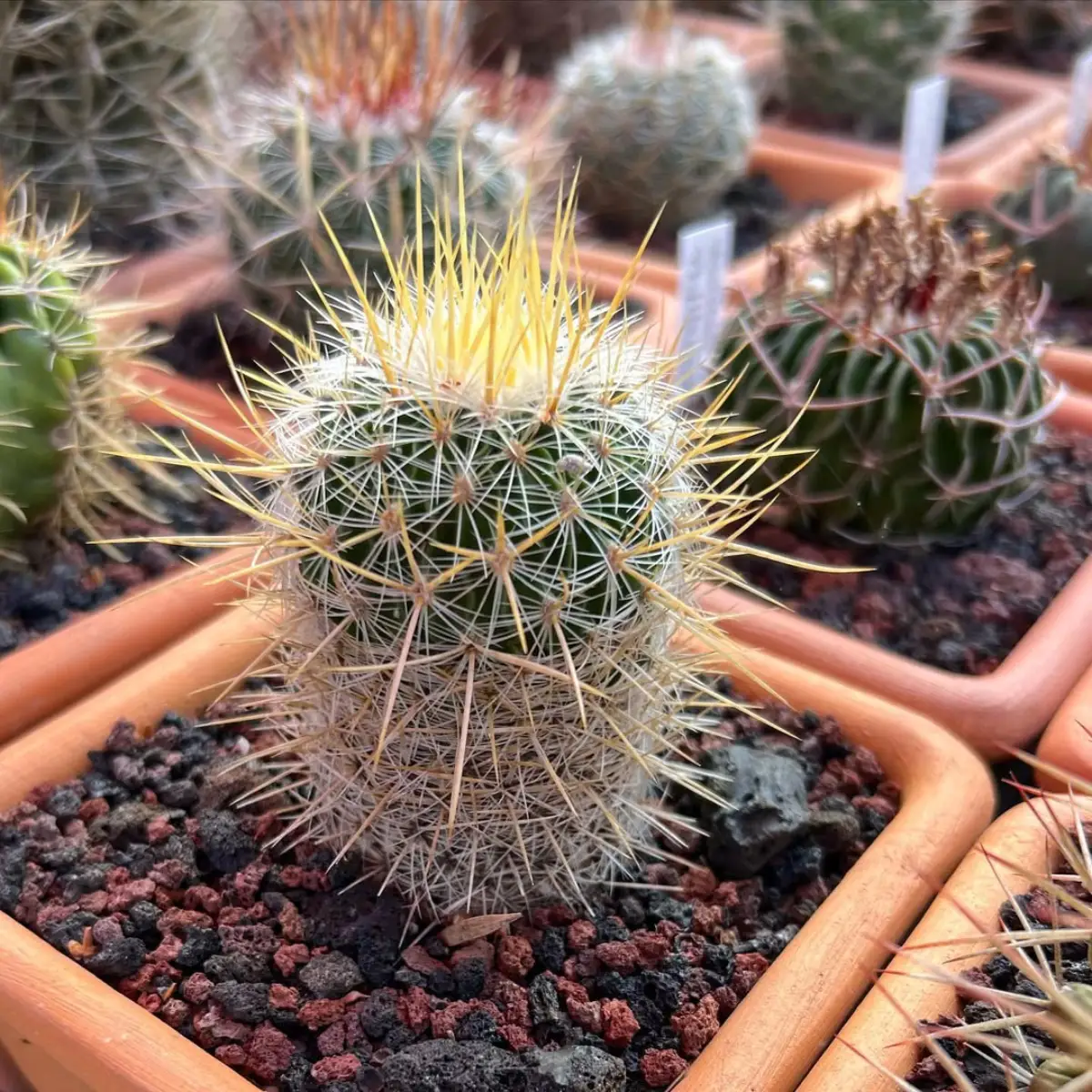 Kaktus jenis Echinofossulocactus dengan duri putih dan kuning yang panjang.