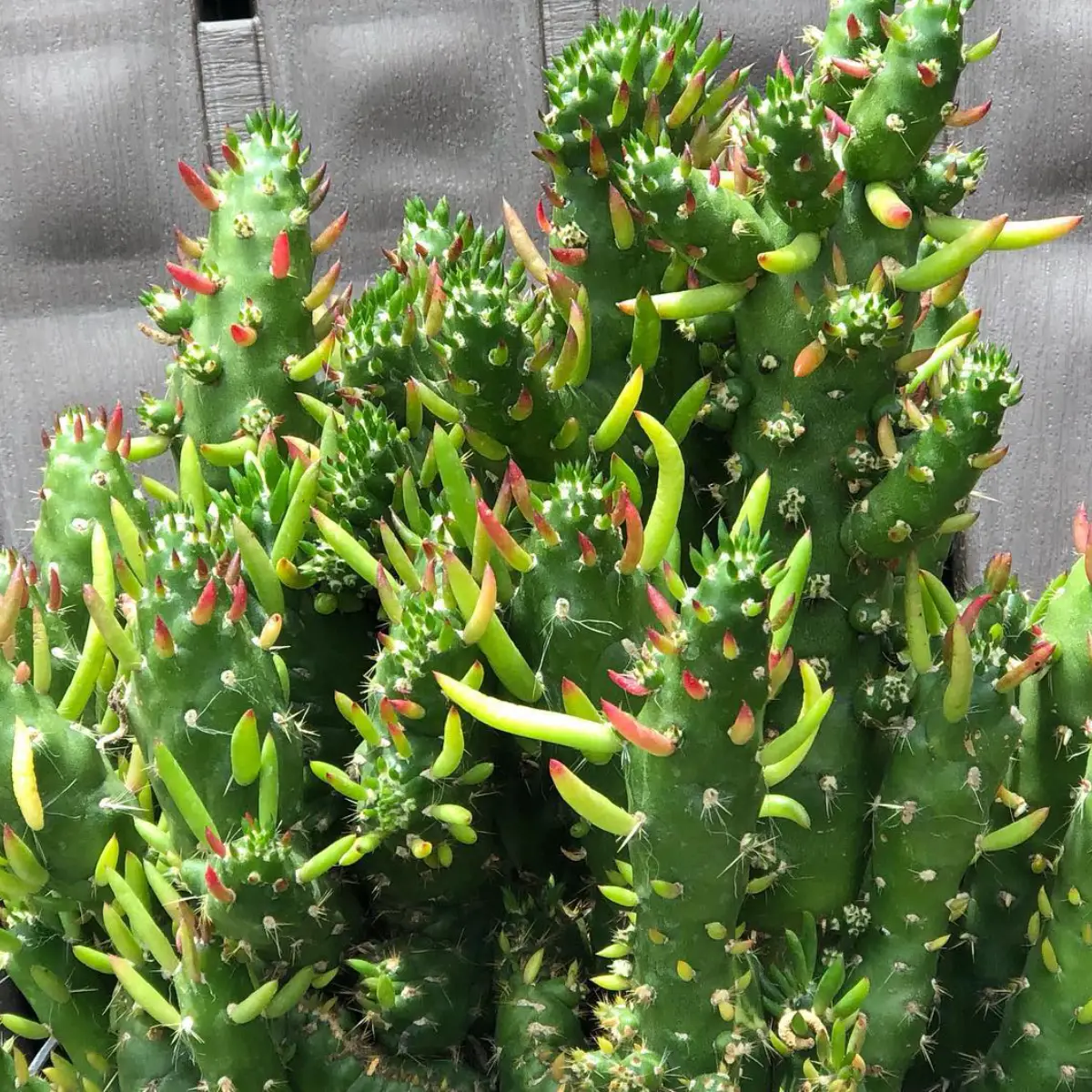 Kaktus jenis Opuntia Subulata Monstrose dengan benruk seperti tanduk.