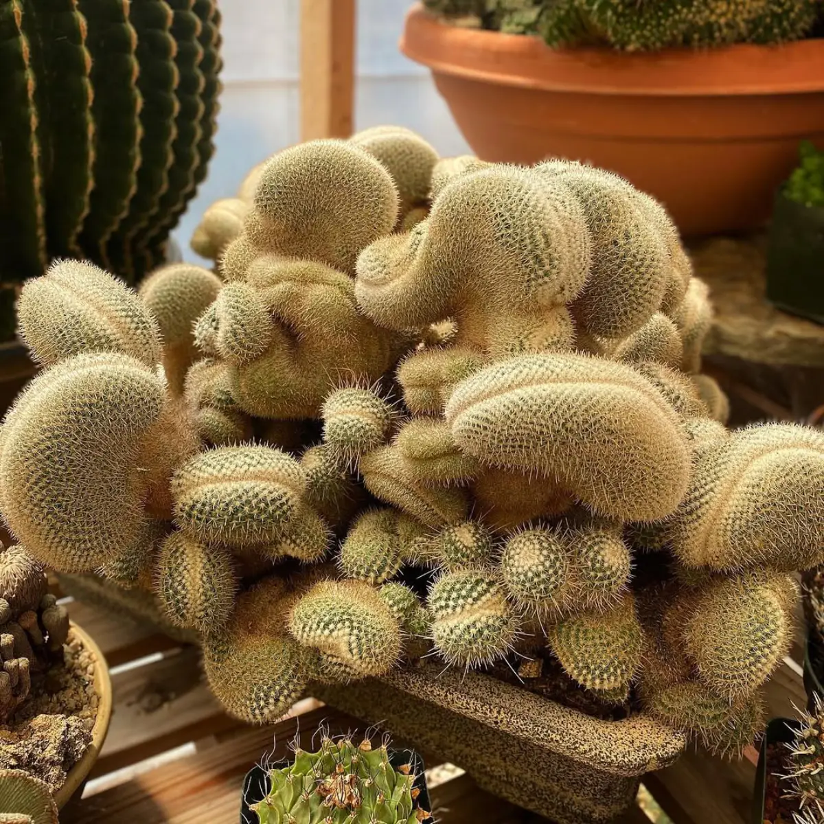 Kaktus jenis Mammillaria geminispina crested warna coklat dengan bentuk unik menyerupai ular.