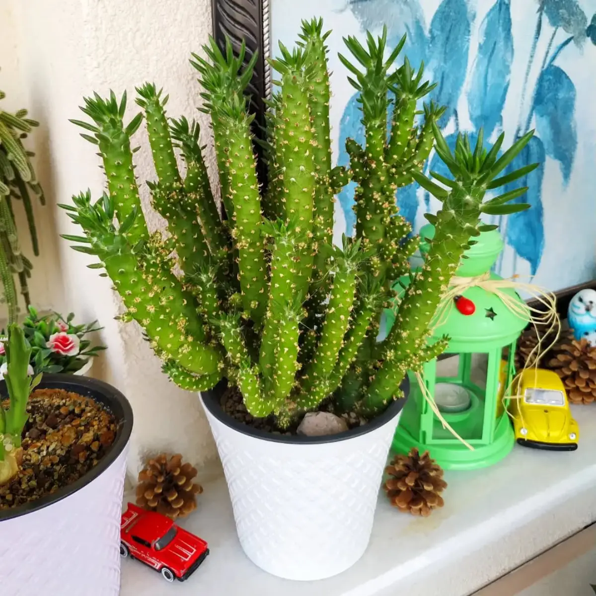 Kaktus jenis Opuntia Subulata Monstrose dengan benruk seperti tanduk.