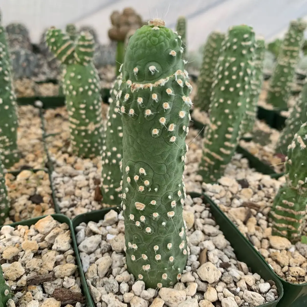 Kaktus jenis Cleistocactus jujuyensis monstruosus.