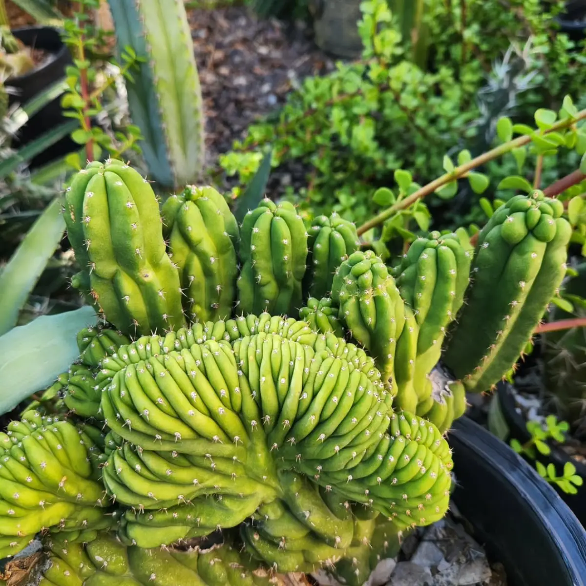 Kaktus jenis Trichocereus Pachanoi Monstrose dengan bentuk karang.