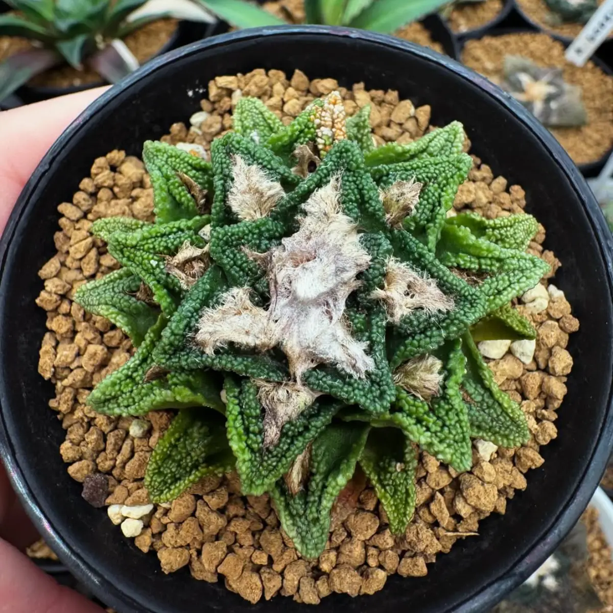 Kaktus jenis Ariocarpus Hintonii berbentuk bintang.