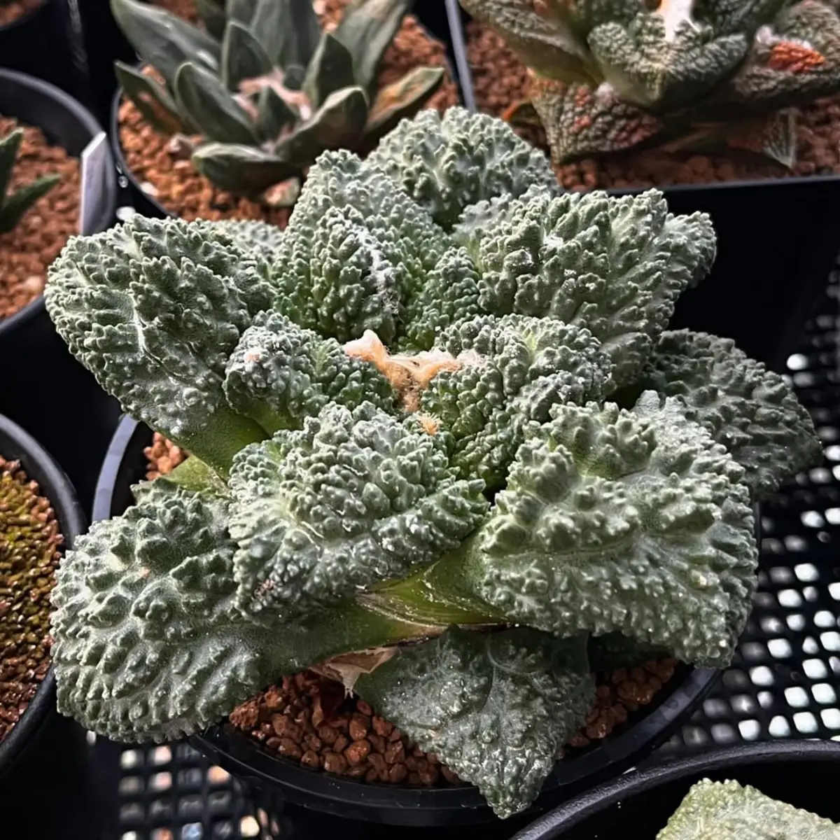 Kaktus jenis Ariocarpus fissuratus dengan bentuk aneh.